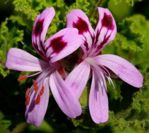 Fotografia da espécie Pelargonium graveolens