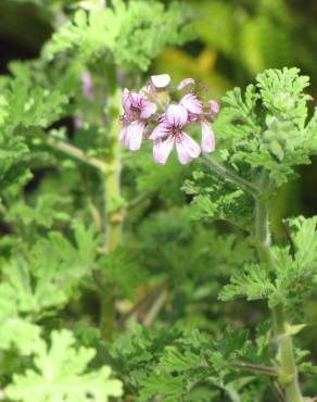 Fotografia 10 da espécie Pelargonium graveolens no Jardim Botânico UTAD