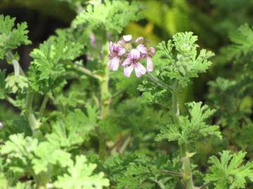 Fotografia da espécie Pelargonium graveolens