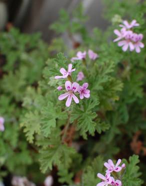 Fotografia 11 da espécie Pelargonium graveolens no Jardim Botânico UTAD