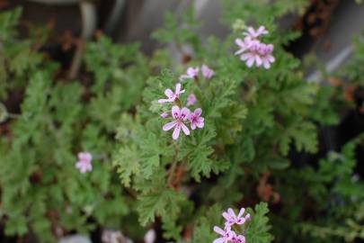 Fotografia da espécie Pelargonium graveolens