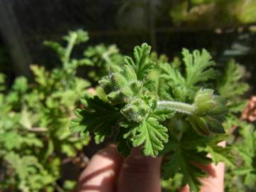 Fotografia da espécie Pelargonium graveolens