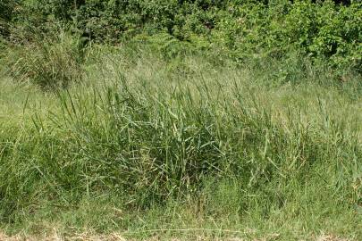 Fotografia da espécie Panicum repens