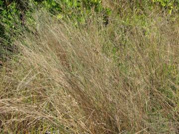 Fotografia da espécie Panicum repens