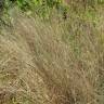 Fotografia 7 da espécie Panicum repens do Jardim Botânico UTAD