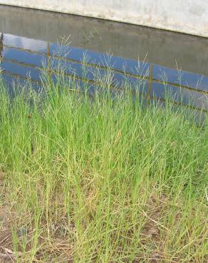 Fotografia 8 da espécie Panicum repens no Jardim Botânico UTAD