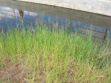 Fotografia da espécie Panicum repens