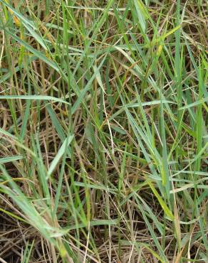 Fotografia 9 da espécie Panicum repens no Jardim Botânico UTAD