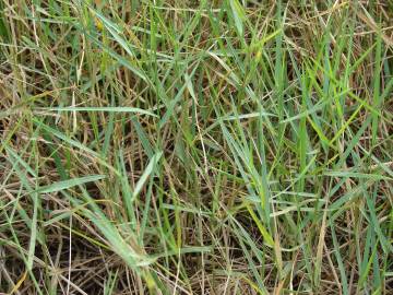 Fotografia da espécie Panicum repens