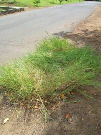 Fotografia da espécie Panicum repens