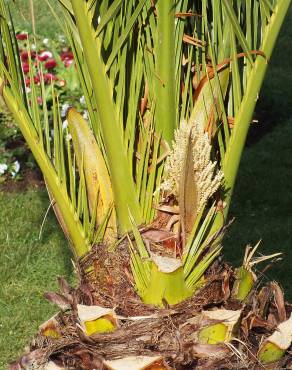 Fotografia 10 da espécie Phoenix canariensis no Jardim Botânico UTAD