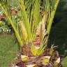 Fotografia 10 da espécie Phoenix canariensis do Jardim Botânico UTAD