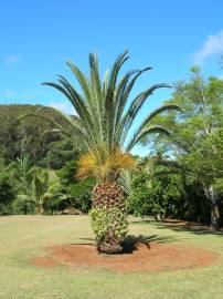 Fotografia da espécie Phoenix canariensis