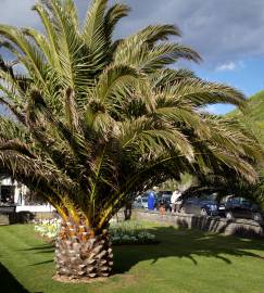 Fotografia da espécie Phoenix canariensis