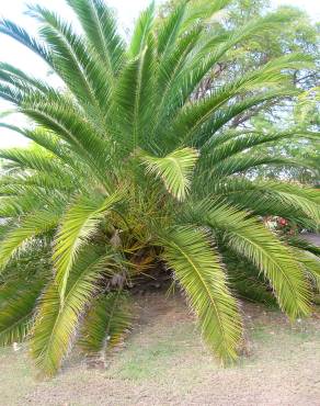 Fotografia 14 da espécie Phoenix canariensis no Jardim Botânico UTAD