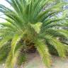 Fotografia 14 da espécie Phoenix canariensis do Jardim Botânico UTAD