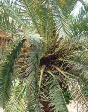 Fotografia 15 da espécie Phoenix canariensis no Jardim Botânico UTAD