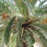 Fotografia 15 da espécie Phoenix canariensis do Jardim Botânico UTAD