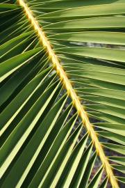 Fotografia da espécie Phoenix canariensis