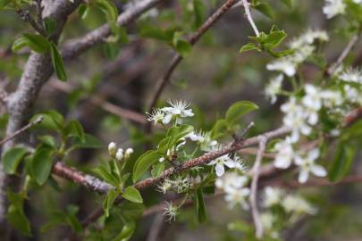 Fotografia da espécie Prunus mahaleb