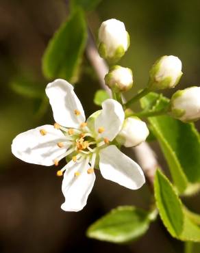 Fotografia 4 da espécie Prunus mahaleb no Jardim Botânico UTAD