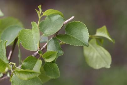 Fotografia da espécie Prunus mahaleb