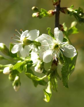 Fotografia 7 da espécie Prunus mahaleb no Jardim Botânico UTAD