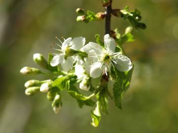 Fotografia da espécie Prunus mahaleb