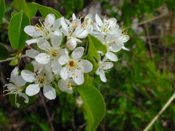 Fotografia da espécie Prunus mahaleb