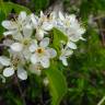 Fotografia 8 da espécie Prunus mahaleb do Jardim Botânico UTAD