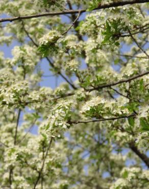 Fotografia 9 da espécie Prunus mahaleb no Jardim Botânico UTAD