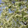 Fotografia 9 da espécie Prunus mahaleb do Jardim Botânico UTAD