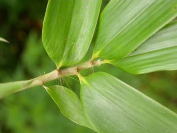 Fotografia da espécie Phyllostachys aurea