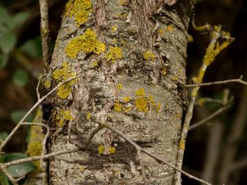 Fotografia da espécie Prunus mahaleb