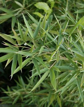 Fotografia 5 da espécie Phyllostachys aurea no Jardim Botânico UTAD