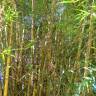 Fotografia 6 da espécie Phyllostachys aurea do Jardim Botânico UTAD