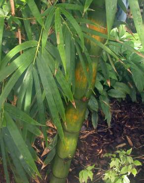 Fotografia 8 da espécie Phyllostachys aurea no Jardim Botânico UTAD