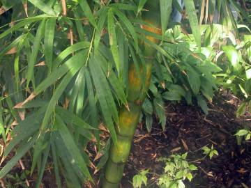 Fotografia da espécie Phyllostachys aurea