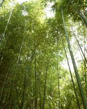 Fotografia da espécie Phyllostachys aurea