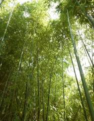 Phyllostachys aurea