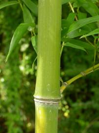 Fotografia da espécie Phyllostachys aurea