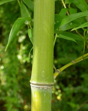 Fotografia 9 da espécie Phyllostachys aurea no Jardim Botânico UTAD