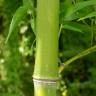 Fotografia 9 da espécie Phyllostachys aurea do Jardim Botânico UTAD