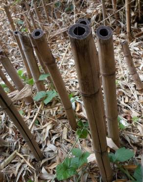 Fotografia 11 da espécie Phyllostachys aurea no Jardim Botânico UTAD