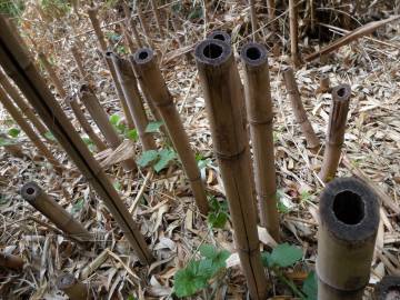 Fotografia da espécie Phyllostachys aurea