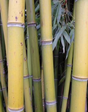 Fotografia 13 da espécie Phyllostachys aurea no Jardim Botânico UTAD