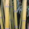 Fotografia 13 da espécie Phyllostachys aurea do Jardim Botânico UTAD