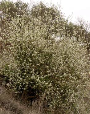 Fotografia 12 da espécie Prunus mahaleb no Jardim Botânico UTAD