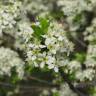 Fotografia 14 da espécie Prunus mahaleb do Jardim Botânico UTAD