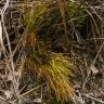 Fotografia 3 da espécie Psilotum nudum do Jardim Botânico UTAD